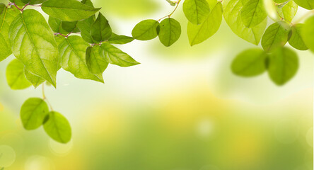 Sunny day in summer and spring in the forest, abstract natural backgrounds with fresh foliage and bokeh.