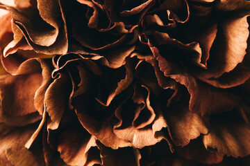 Close-up flowers background. Wallpaper for the phone.