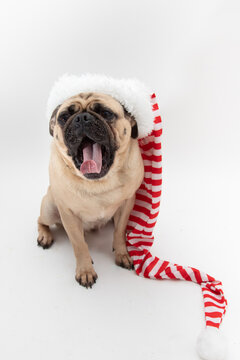 Cute yawning pug wearing a red and white striped long hat on a white background