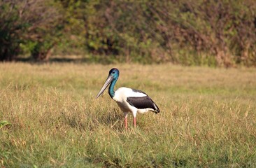Jabiru