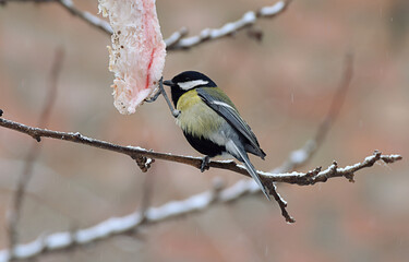 The Great Tit feeds on lard in winter.