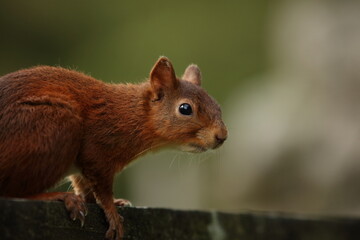 red squirrel