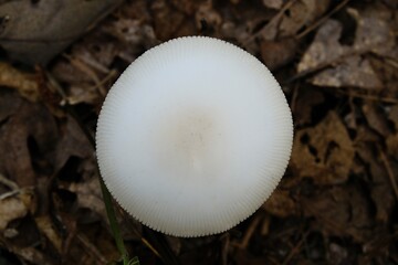 Top view of a white mushroom cap against brown forest floor with leaves