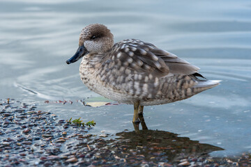 Close up side view of a marbled teal, Marmaronetta angustirostris, as it stands at the waters edge