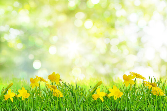 Bright and colorful flowers of daffodils on the background of the spring landscape with green soft bokeh.
