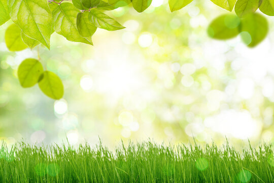 Under the bright sun. Abstract natural background with green grass and blurred bokeh park background with fresh foliage.