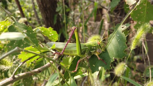 Close up of grasshopper eating leaf they are animals belonging to the suborder Caelifera and are among what is probably the most ancient living group of chewing herbivorous insects 4k high resolution