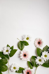 Flowers for women's day. Mother's day greeting card. Green branches and snow-white chrysanthemums on a white background. happy Birthday! gift for Valentine's Day. Flower shop. Copy space