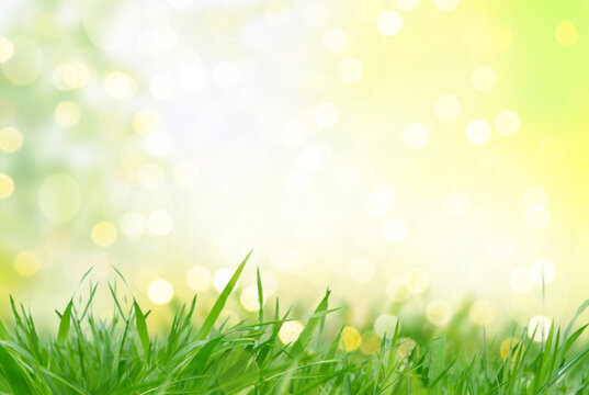 Spring summer background with frame of grass and leaves on nature. Juicy lush green grass on meadow in morning sunny light outdoors, copy space, soft focus, defocus background. © drubig-photo