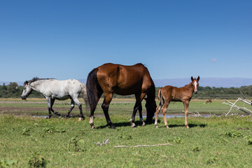 Obraz na płótnie Canvas Horses feeding in green fields