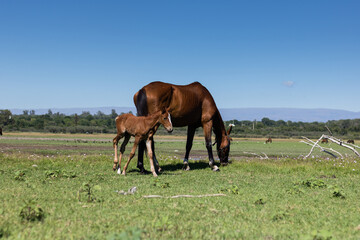 Obraz premium Horses feeding in green fields