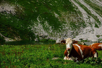 cow lies in a green meadow and looks into the camera