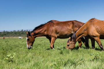 Fototapeta na wymiar Horses feeding in green fields