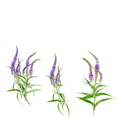 Collection of Veronica officinalis plant with purple flowers isolated on a white background.