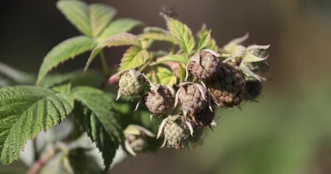 Raspberries ripen on a green natural background. Green raspberries. Diseases of raspberries.