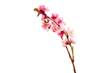 Cherry blossom, sakura flowers