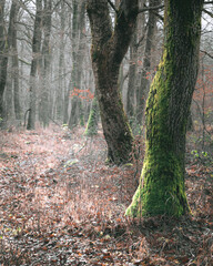Autumn forest scene with moss, golden light and a path between old giant trees at Dobogókő, Pilis, Hungary. 