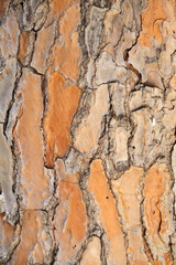 a tree bark as background