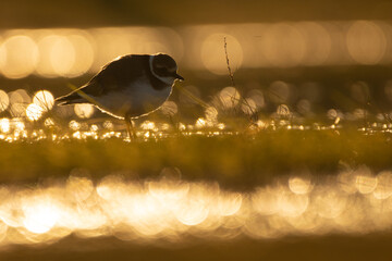 Plover with afternoom llights and shines.