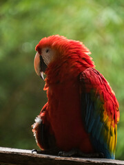 Scarlet Macaws, Amazonia