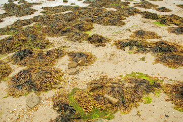Seaweed on the beach