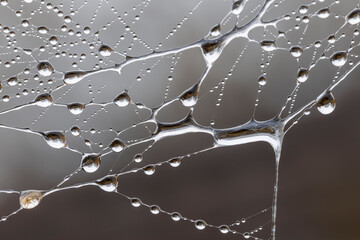 A large spider web with water drops