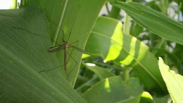 Macro shot of crane fly resting in the shade of a corn plant in garden