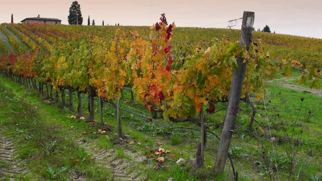 Beautiful rows of colorful grape vines in autumn at sunset in the Chianti Classico region near Florence. Tuscany, Italy. pan camera movement.
