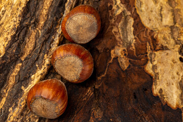 Hazelnuts on an un-debarked piece of wood