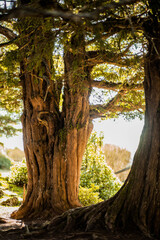 Plano entero de Tejo