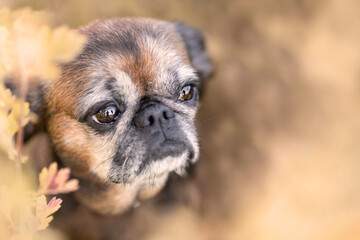 Portrait of face of small young petite brabant griffon dog amoung autumn flowers and leaves