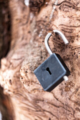 
open lock hanging on a tree