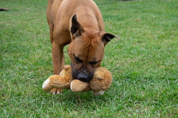 Brown pitbull mix with a black face plays with a toy at an animal shelter