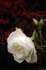 White rose against a red background - Weisse Rose vor rotem Hintergrund

