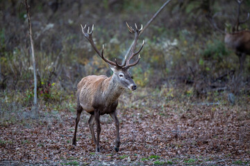 Red deer in forest in winter time