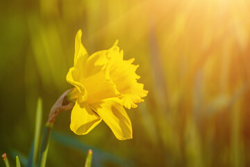 Fototapeta premium Beautiful yellow daffodils