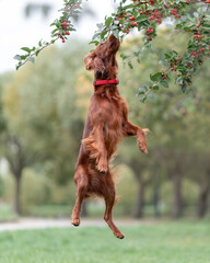 Red irish setter dog is jumping to pick up small apples from the tree in park. Outdoors activity...