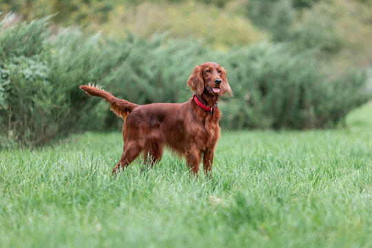 Red irish setter dog is standing on green grass at summer nature