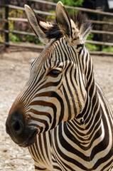 Fototapeta na wymiar Portrait of Hartmann's mountain zebra head close up