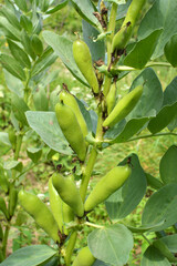 On the stem of the bean  (Vicia faba) ripen pods