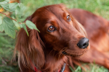 Beautiful close up portrait of red irish setter breed dog face at nature