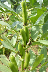 On the stem of the bean  (Vicia faba) ripen pods