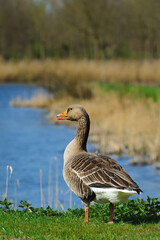 Alert adult gray goose by the water, the Netherlands