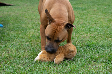 Brown pitbull mix with a black face plays with a toy at an animal shelter