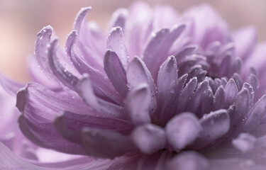 Close up Disbud flower lavender