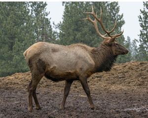 Bull elk in captivity 