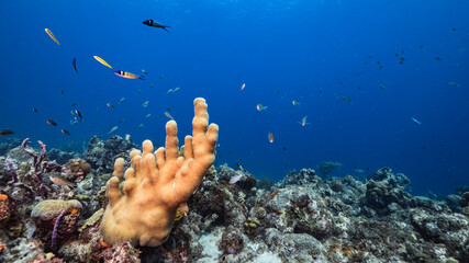 Seascape in turquoise water of coral reef in Caribbean Sea, Curacao with fish, coral and sponge