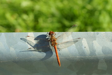 Macro photography of red dragonfly (sympetrum) resting 