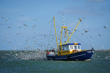 Fishing boat surrounded by black-headed gulls