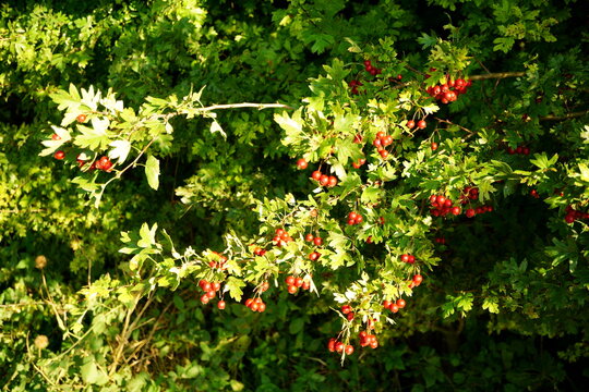 Red berries branches on autumn day
